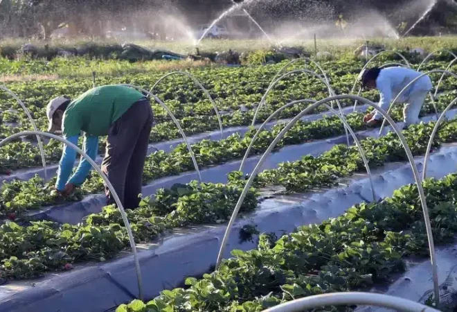 agricultura família