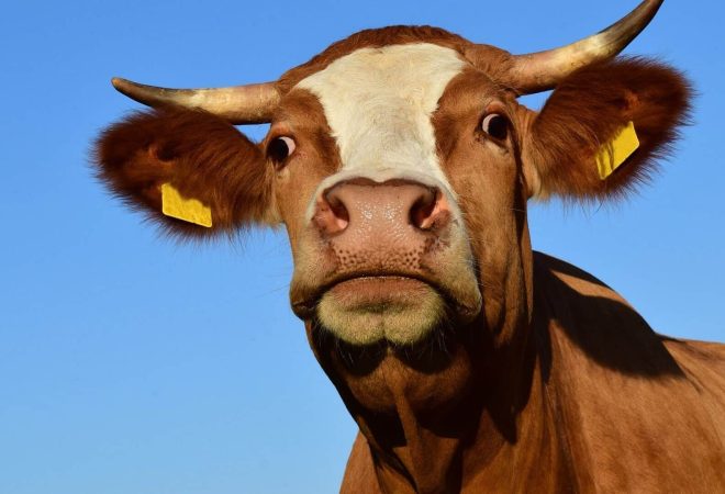 vaca