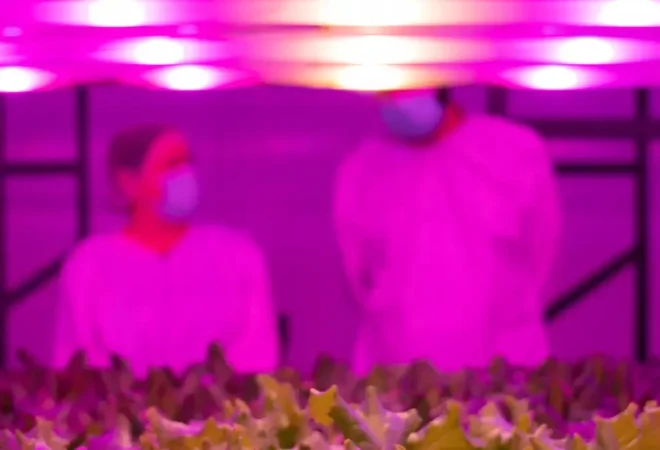 @danmagatti_pink_farms-23