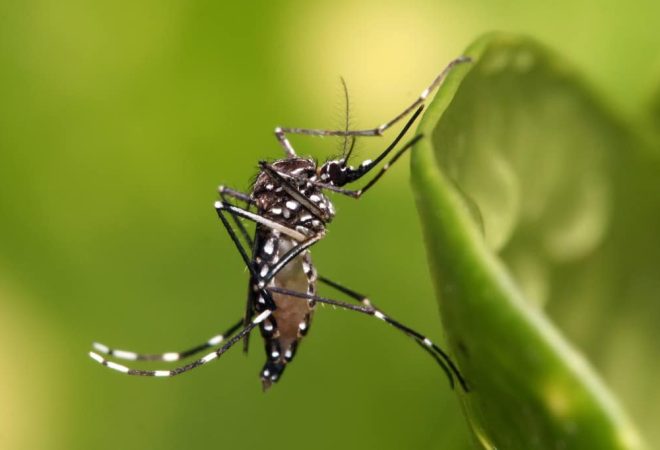 Aedes_aegypti-1024x682