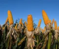 Agricultores-do-Parana-preveem-queda-de-4-por-cento-na-producao-de-feijao-milho-e-soja-foto-Agencia-Parana201102150001