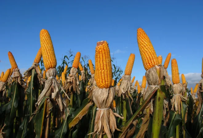 Agricultores-do-Parana-preveem-queda-de-4-por-cento-na-producao-de-feijao-milho-e-soja-foto-Agencia-Parana201102150001