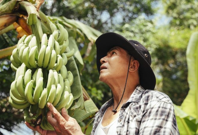 Asian elderly senior farmer working in banana farm.
