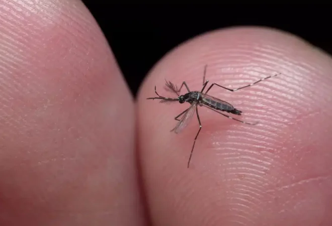 Dengue_Aedes_Aegypti_Casos