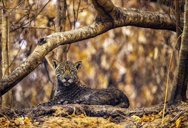 Ernane-Junior-Wildlife-Photographer-of-the-Year