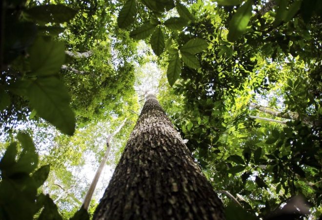 Floresta amazônica - Agência Brasil