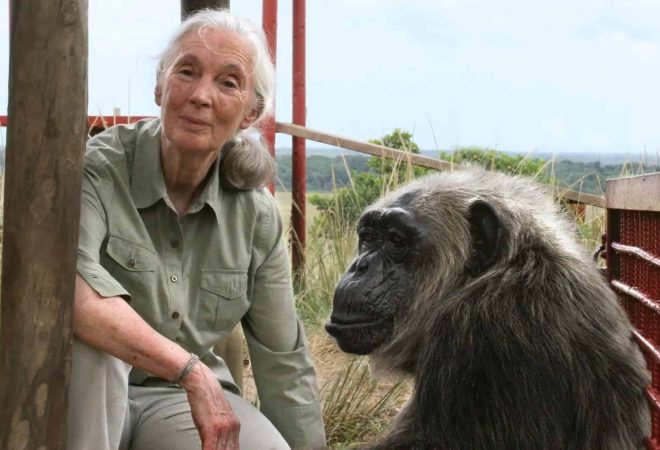 JANE-GOODALL-credito-Fernando-Turmothe-Jane-Goodall-Institute