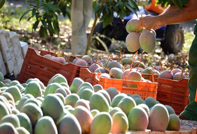 Agricultural worker packing mango fruit just harvested in a plantation of fruit trees a sunny day