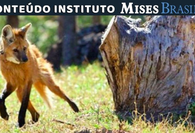 lobo-guará Mises 07_08 mises