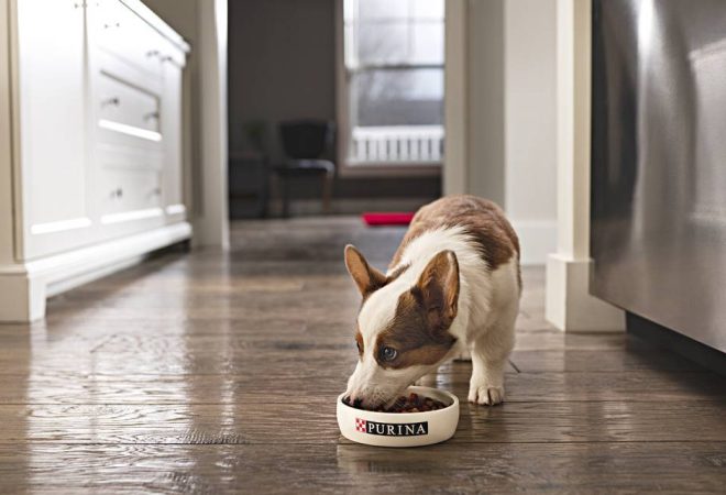 Purina-2