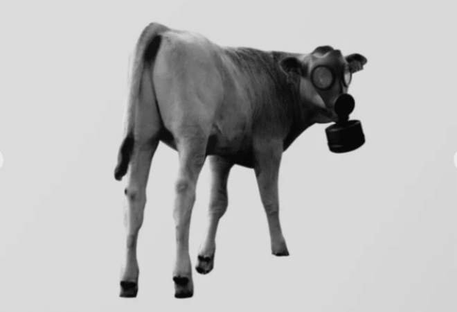 Emissões de metano provenientes da pecuária podem ser sustentáveis, se práticas adquadas forem adotadas