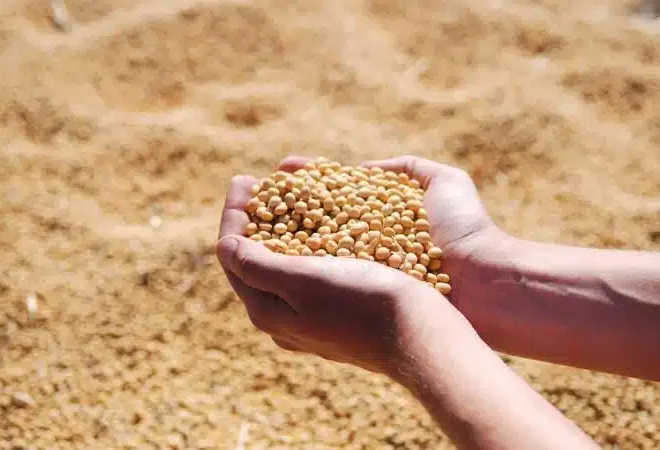 a93b6608-soybean-1831703_1280-800x450