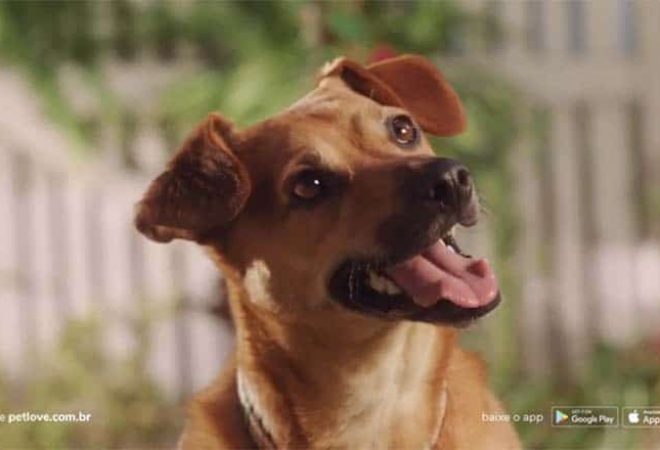africa-petlove-brinquedo