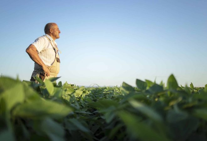 Senior hardworking farmer agronomist in soybean field looking in the distance.