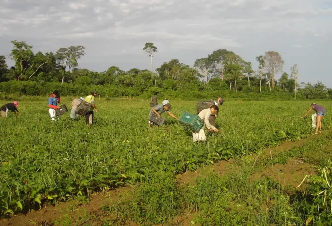 agricultores_familiares_colhem_feijao-caupi_-_emanuel_cavalcante_-_embrapa_amapa