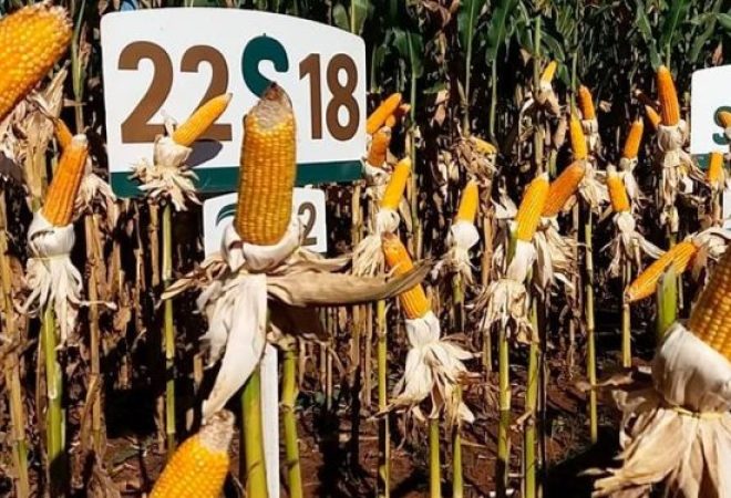 agtech milho