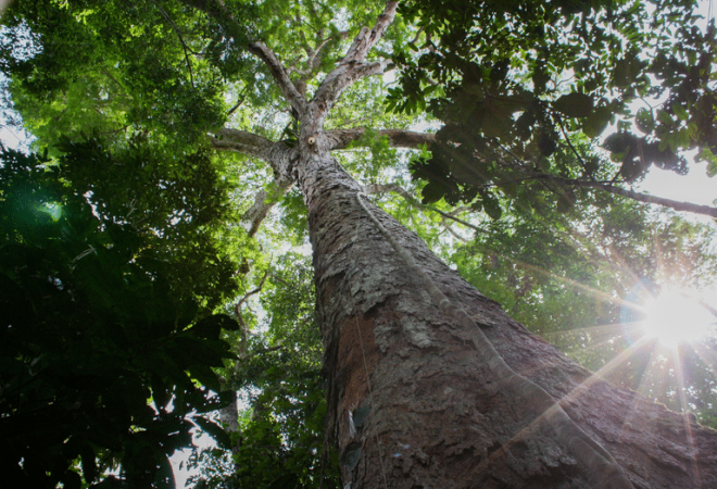 amazonia arvore governo federal