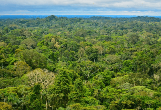 amazonia free
