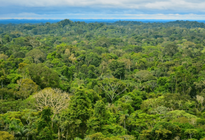 amazonia