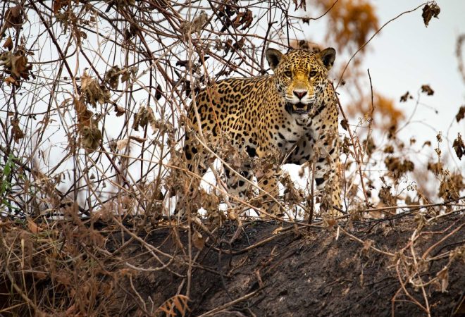 araquem-pantanal-2020-28_onça