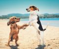 bela-foto-de-dois-cachorros-em-pe-e-dancando-juntos-em-uma-praia_181624-43099