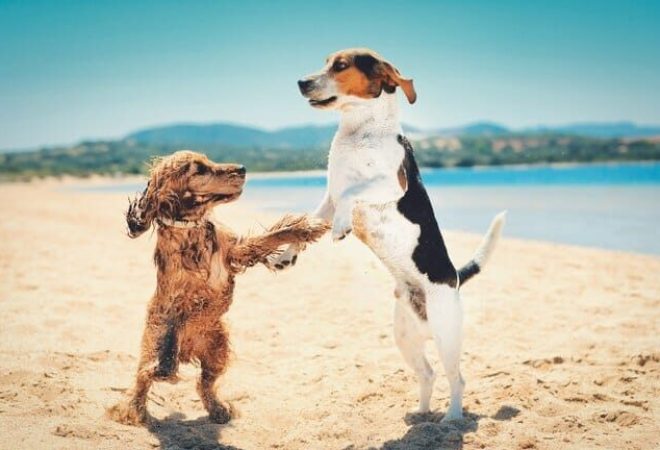 bela-foto-de-dois-cachorros-em-pe-e-dancando-juntos-em-uma-praia_181624-43099