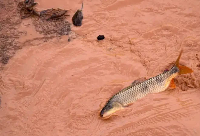 brumadinho_lama_divulgação_ultimos refúgios
