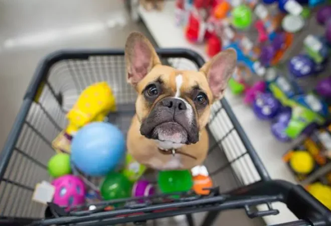 cachorro-pet-shop-loja-petshopcontrol