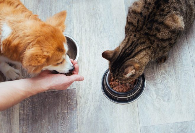 cachorro-pode-comer-racao-de-gato-ou-vice-versa-scaled