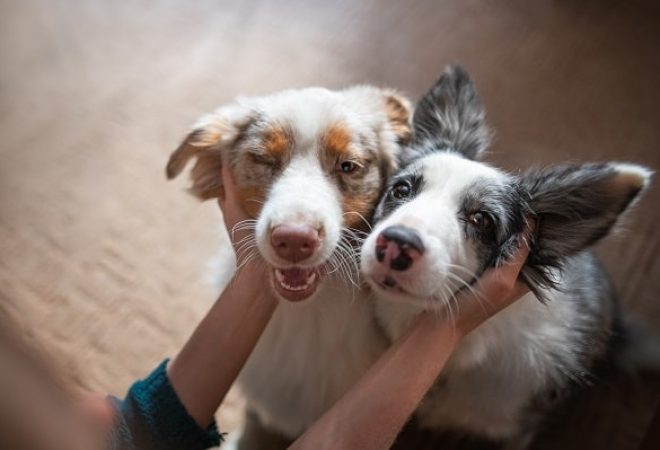 Two happy border collies being pet by owner,Poland
