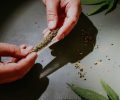 cannabis