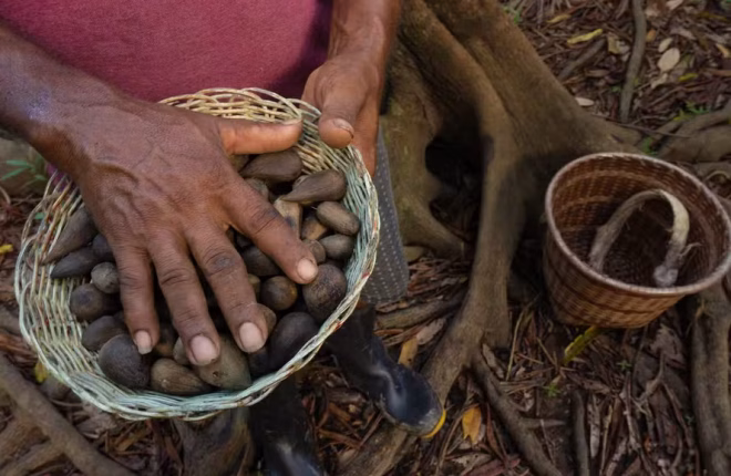 castanha-3-