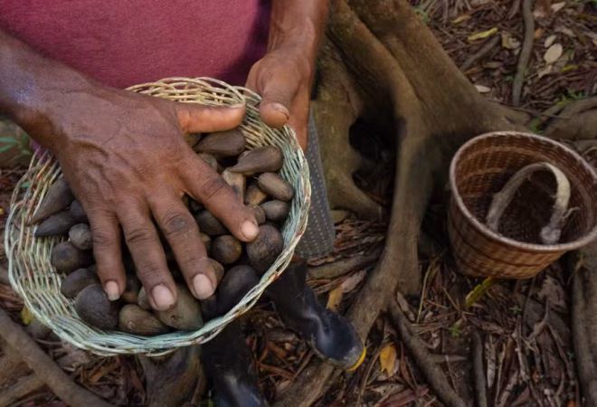castanha-3-