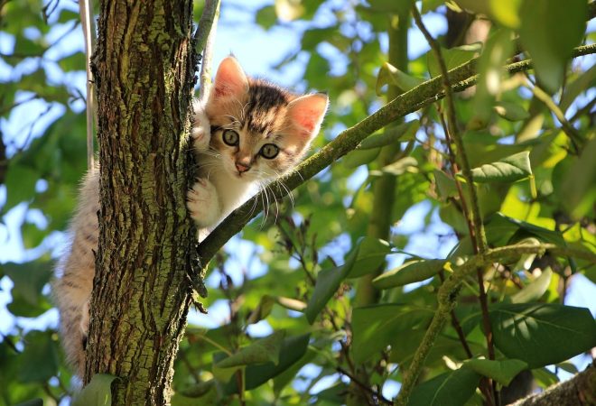 cat-1647775_1280