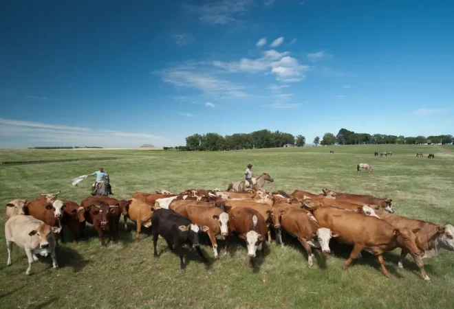 cattle-1600877