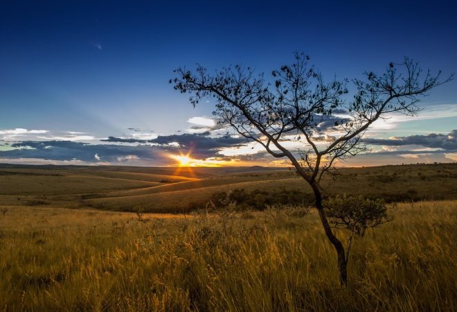 cerrado