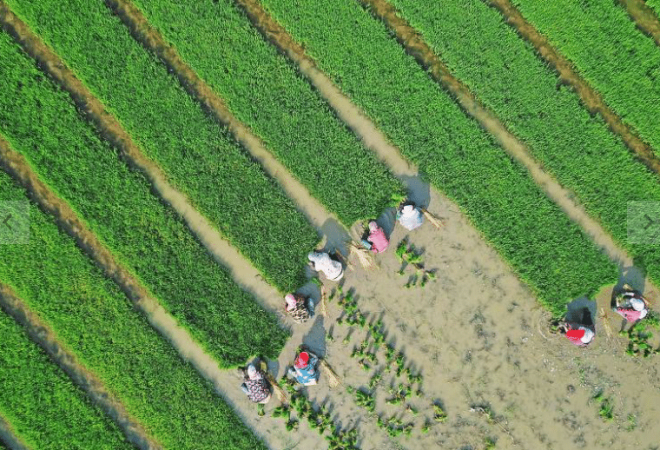 coheita de arroz na china_foto_xinhua_divulgação