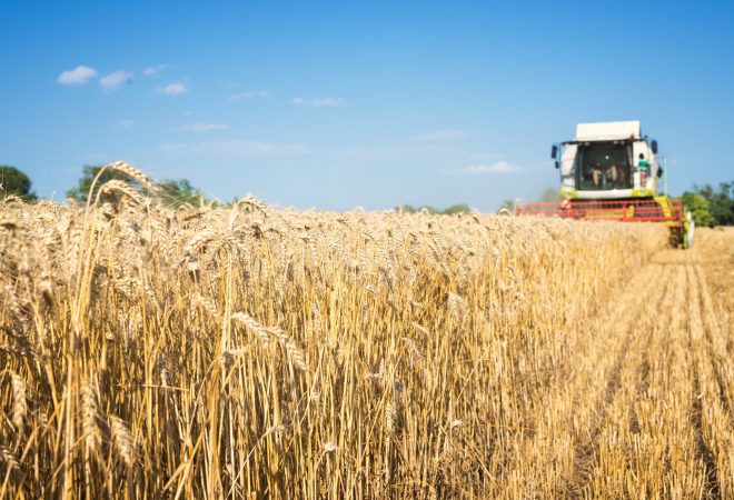 Combine harvester working in the wheat field.