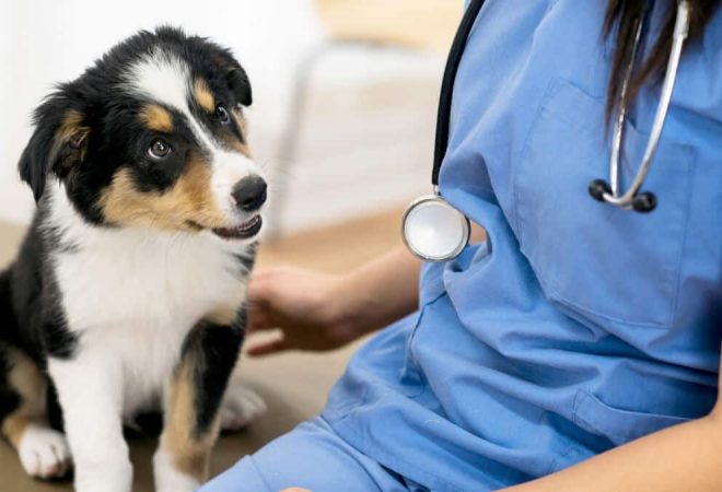 consulta-veterinaria