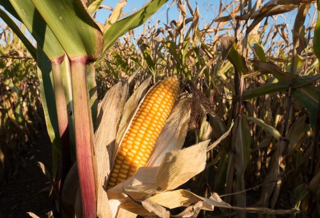 cornfield-972283_1280