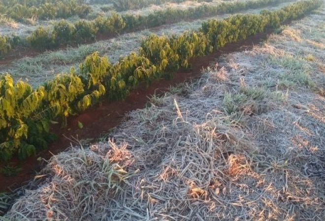 cropped-agrolink1