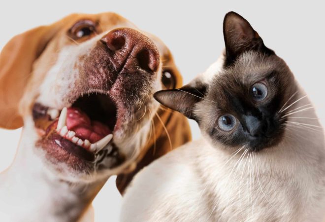 cute-pet-collage-isolated