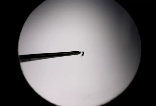 dengue mosquito