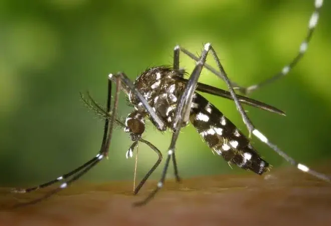 dengue