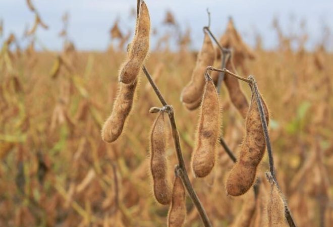 detalhe-da-vagem-de-soja-na-plantacao-do-campo_12395-1670
