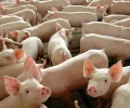 divulgacao_governo_federal_0.webp porcos