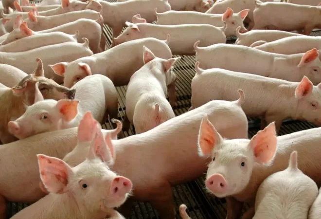 divulgacao_governo_federal_0.webp porcos
