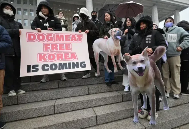 dog korea