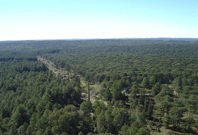 floresta irati