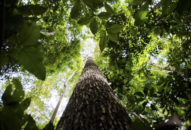 floresta Amazônica